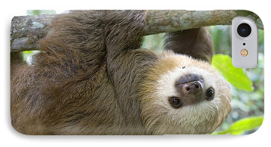 Mp iPhone 7 Case featuring the photograph Hoffmanns Two-toed Sloth Choloepus #9 by Suzi Eszterhas