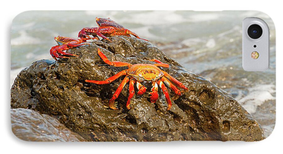 Galapagos Islands iPhone 7 Case featuring the photograph Sally Lightfoot crab on Galapagos Islands #9 by Marek Poplawski