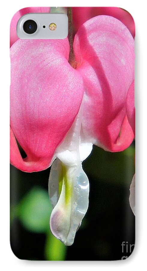 Bleeding Heart iPhone 7 Case featuring the photograph A Bleeding Heart by Chad and Stacey Hall