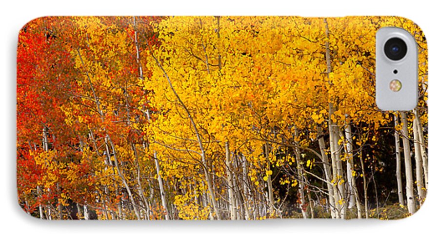 Aspens iPhone 7 Case featuring the photograph A Place in the Aspen Forest by Tim Reaves