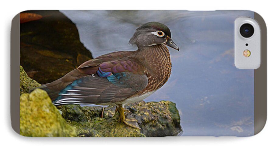 Painted Female Painted Wood Duck iPhone 7 Case featuring the photograph A Pretty Female Painted Wood Duck by Judy Wanamaker