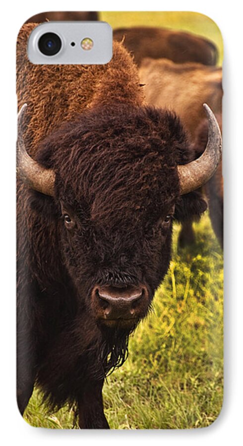 Buffalo iPhone 7 Case featuring the photograph A Thoughful Moment by Tamyra Ayles