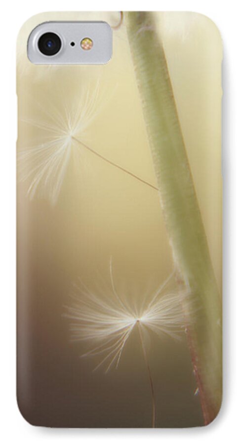 Dandelion Photography iPhone 7 Case featuring the photograph A Wish and a Prayer by Amy Tyler