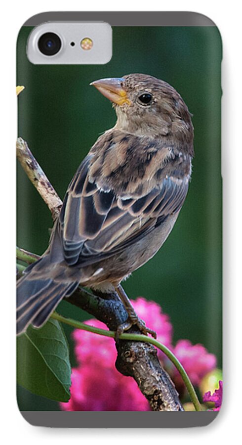 Finch iPhone 7 Case featuring the photograph Adorable House Finch by Jim Moore