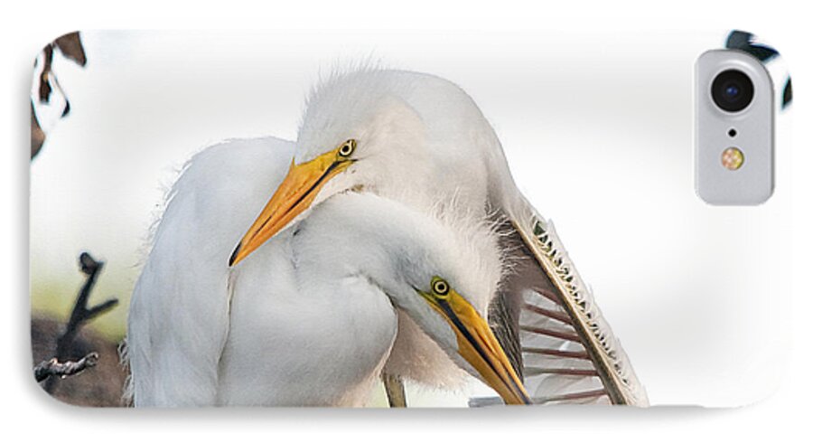 Egret iPhone 7 Case featuring the photograph Affectionate Chicks by Kenneth Albin