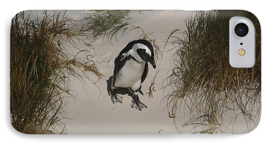 African Penguin iPhone 7 Case featuring the photograph African Penguin on a Mission by Bev Conover