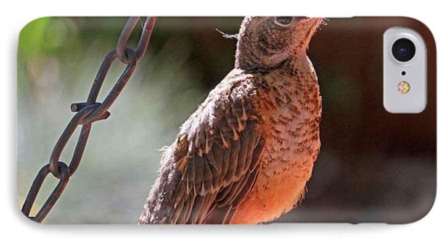 American Robin iPhone 7 Case featuring the photograph All Aglow by Donna Kennedy