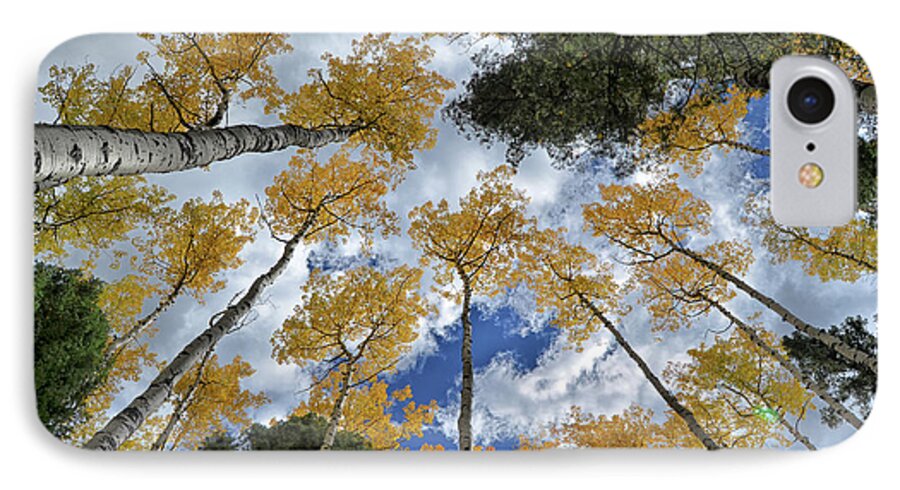 Trees iPhone 7 Case featuring the photograph Aspens Reaching by Kevin Munro