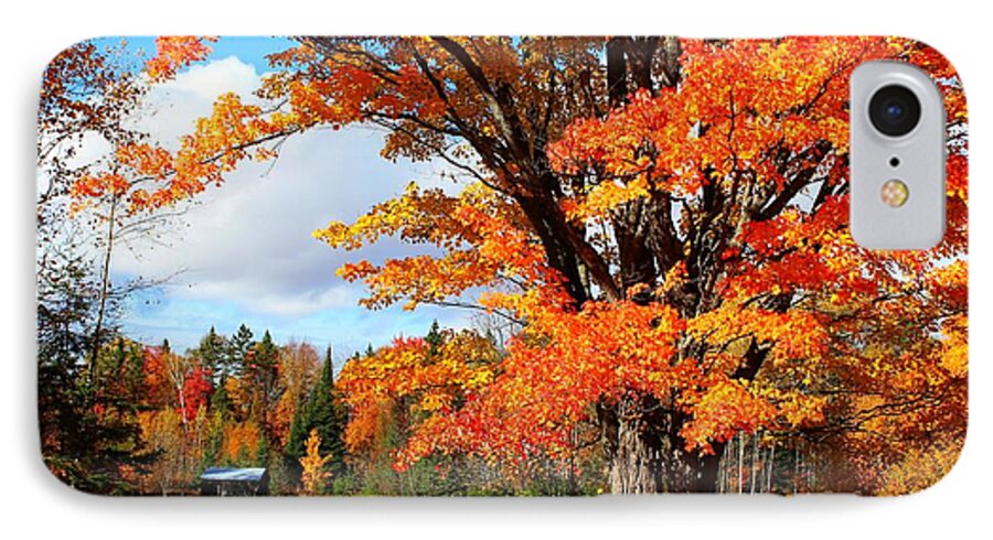 Fall iPhone 7 Case featuring the photograph Autumn Glory by Gigi Dequanne