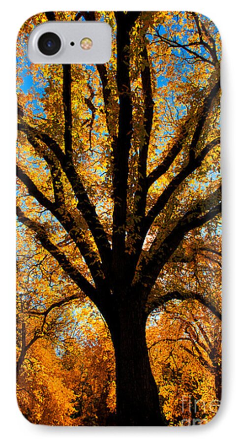 Elm Trees iPhone 7 Case featuring the photograph Autumn Season 4 by Terry Elniski