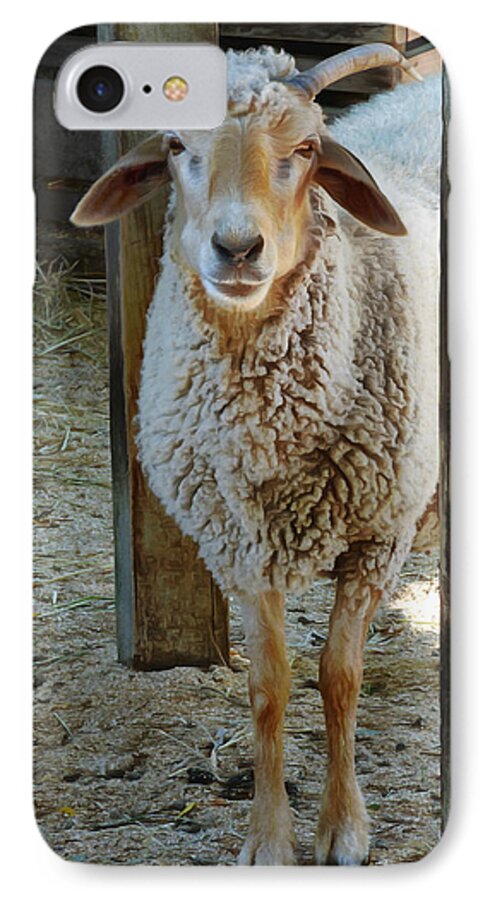 Animal iPhone 7 Case featuring the photograph Awassi Sheep by Steve Taylor