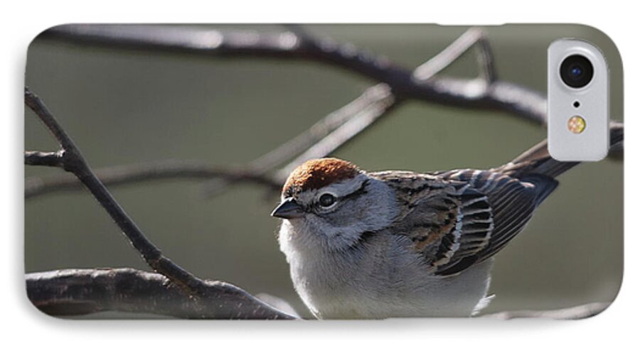 Nature iPhone 7 Case featuring the photograph Backlit Chipping Sparrow by Sue Capuano