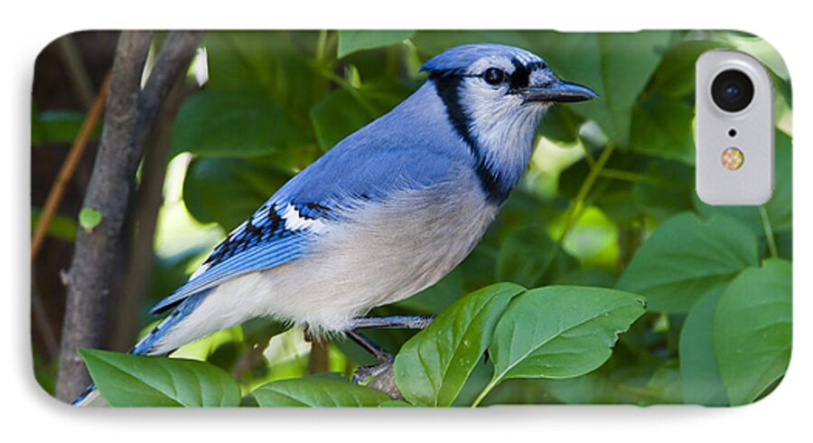Blue Jay iPhone 7 Case featuring the photograph Backyard Visitor by Bon and Jim Fillpot