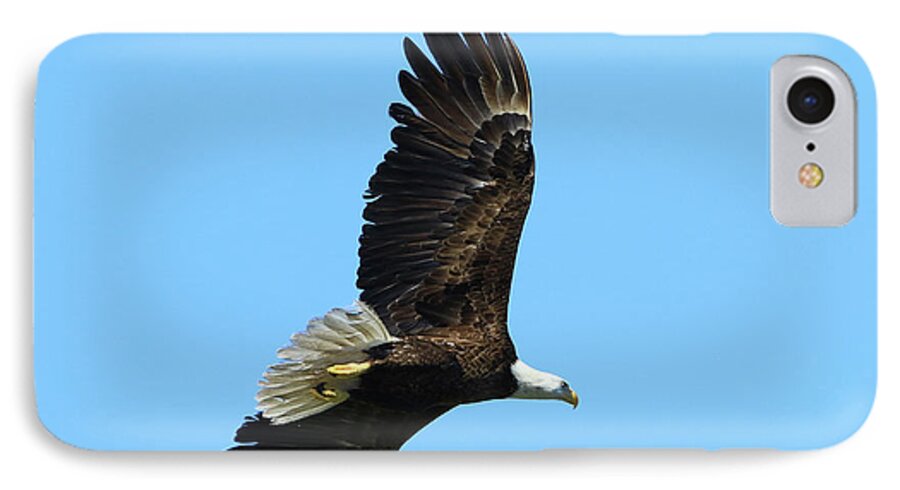 Eagle iPhone 7 Case featuring the photograph Bald Eagle Series III by Deborah Benoit