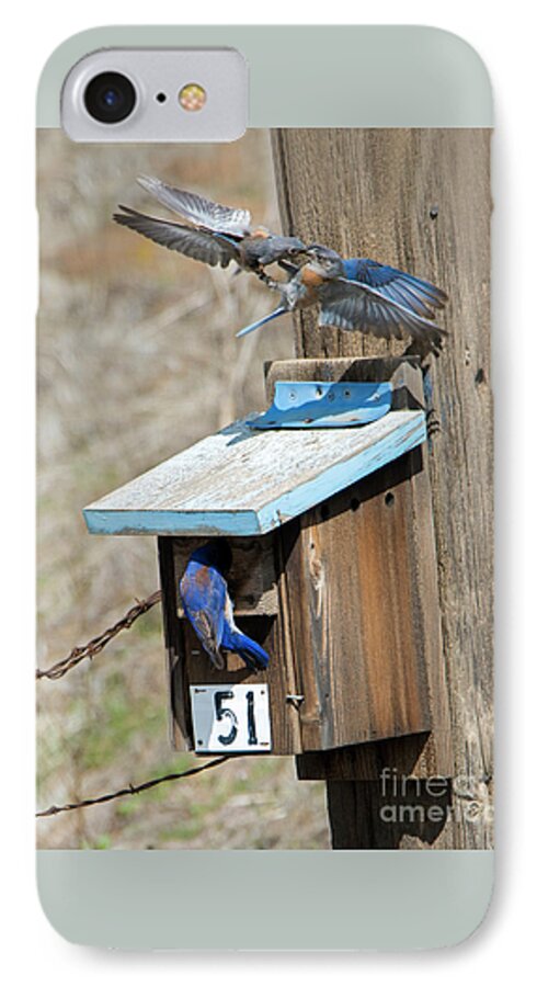Western Bluebirds iPhone 7 Case featuring the photograph Beak to Beak by Michael Dawson