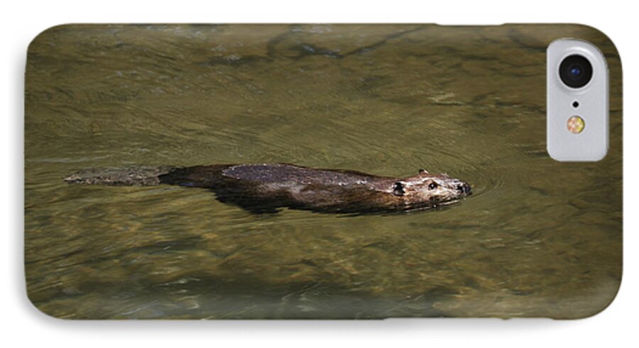Beaver iPhone 7 Case featuring the photograph Beaver Swim by Randy Bodkins
