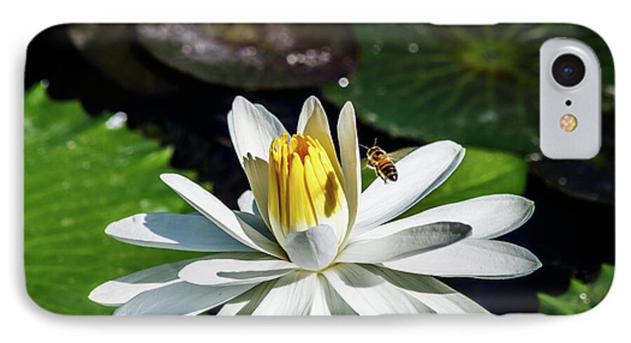 Lily iPhone 7 Case featuring the photograph Bee in a flower by Les Greenwood