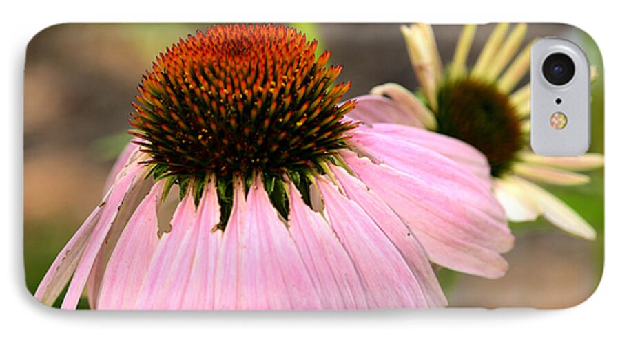 Cone Flower iPhone 7 Case featuring the photograph Behind Mama's Skirt by Wanda Brandon