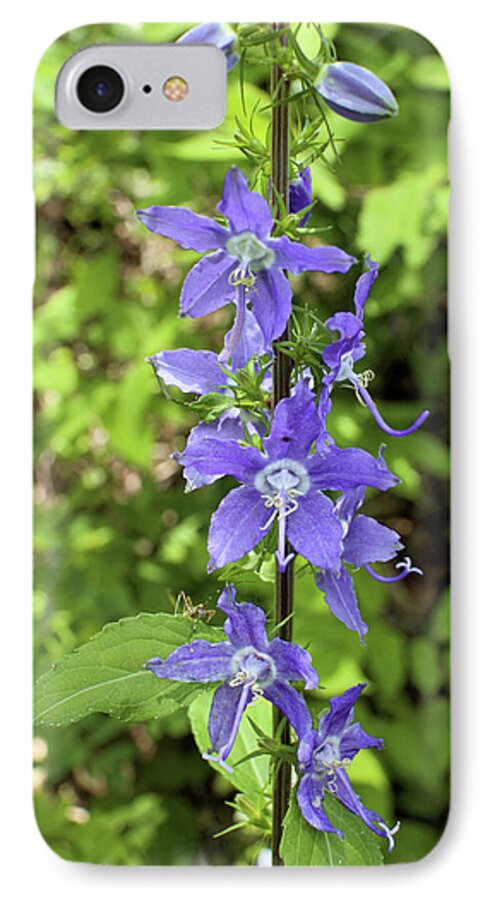Flower iPhone 7 Case featuring the photograph Bellflower by Scott Kingery
