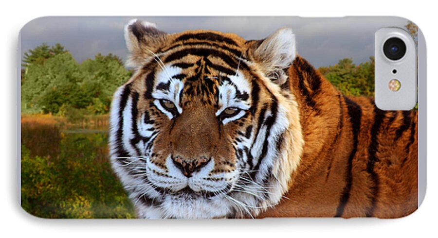 Bengal Tiger iPhone 7 Case featuring the photograph Bengal Tiger Portrait by Michele A Loftus