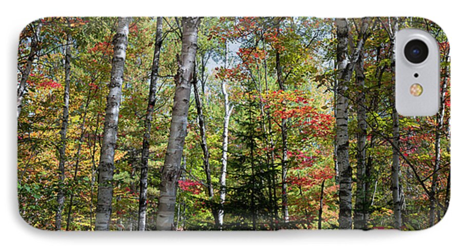 Forest iPhone 7 Case featuring the photograph Birches in fall forest by Elena Elisseeva