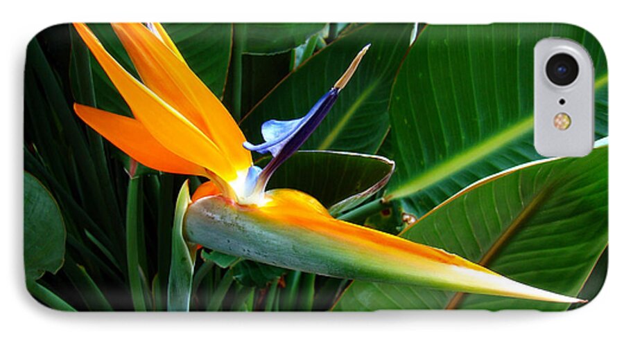 Flower iPhone 7 Case featuring the photograph Bird of Paradise by Sue Melvin