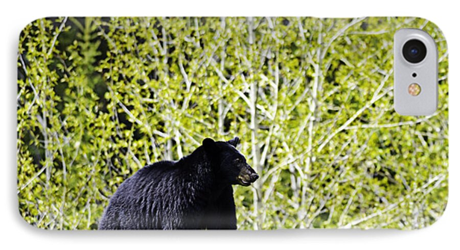 Black Bear iPhone 7 Case featuring the photograph Black Bear by Edward Kovalsky