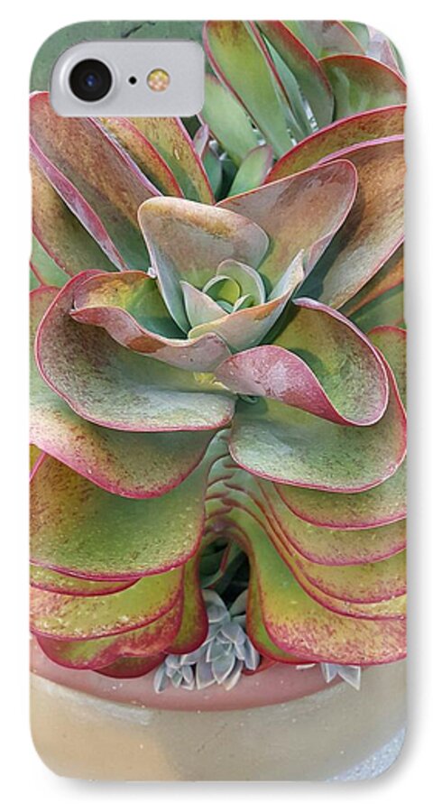 Succulent iPhone 7 Case featuring the photograph Blooming Succulent by Ian Kowalski