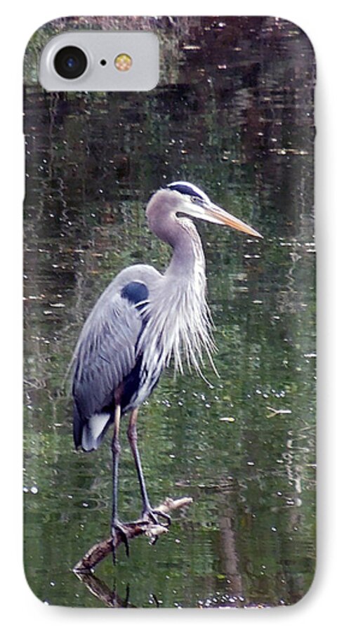 Blue Heron iPhone 7 Case featuring the photograph Blue Heron Fishing by Don Wright