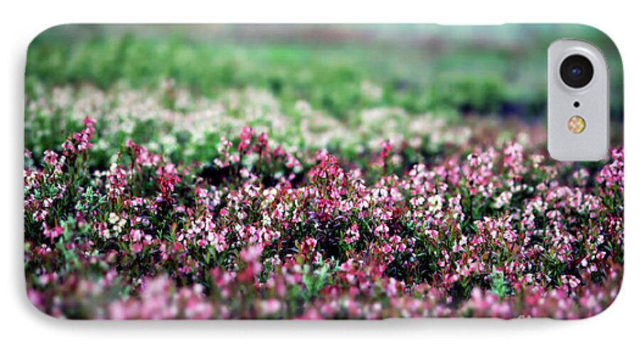 Maine iPhone 7 Case featuring the photograph Blueberry Blossoms by Alana Ranney