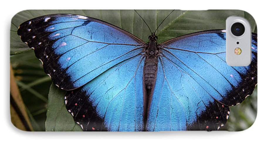 Jungle iPhone 7 Case featuring the photograph Blue Morph by Kathy McClure