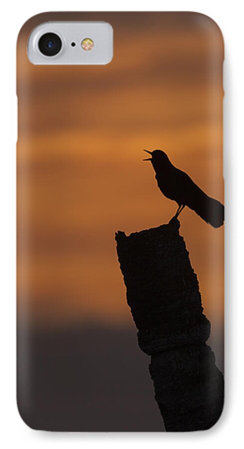 Boat-tailed iPhone 7 Case featuring the photograph Boat-tailed Grackle at Sunset by David Watkins