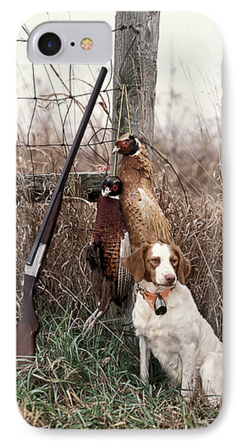 Alert iPhone 7 Case featuring the photograph Brittany and Pheasants - FS000757b by Daniel Dempster