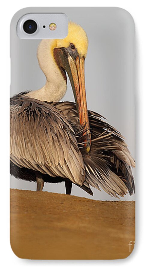 Pelican iPhone 7 Case featuring the photograph Brown Pelican Preening Feathers On Shifting Sands by Max Allen