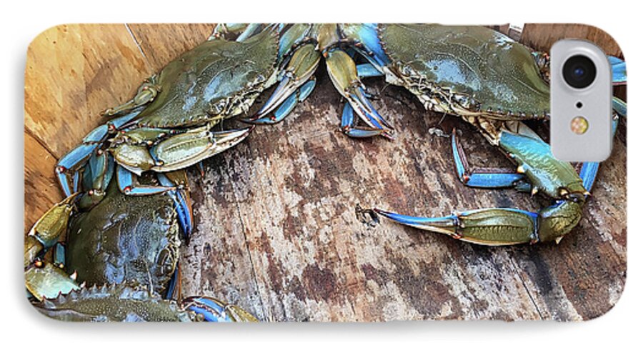 Blue Crabs Annapolis Maryland Crabbing Chesapeake Bay Waterways iPhone 7 Case featuring the photograph Bucket of Blue Crabs by Jennifer Casey