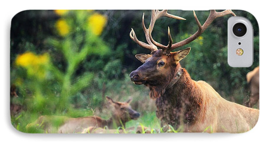 Elk iPhone 7 Case featuring the photograph Bull Elk Rutting in Boxley Valley by Michael Dougherty