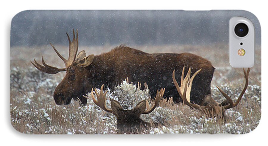 Moose iPhone 7 Case featuring the photograph Bull Moose In The Snowy Meadow by Adam Jewell