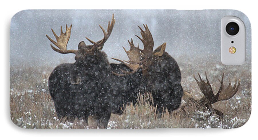 Moose iPhone 7 Case featuring the photograph Bulls In The Snow by Adam Jewell