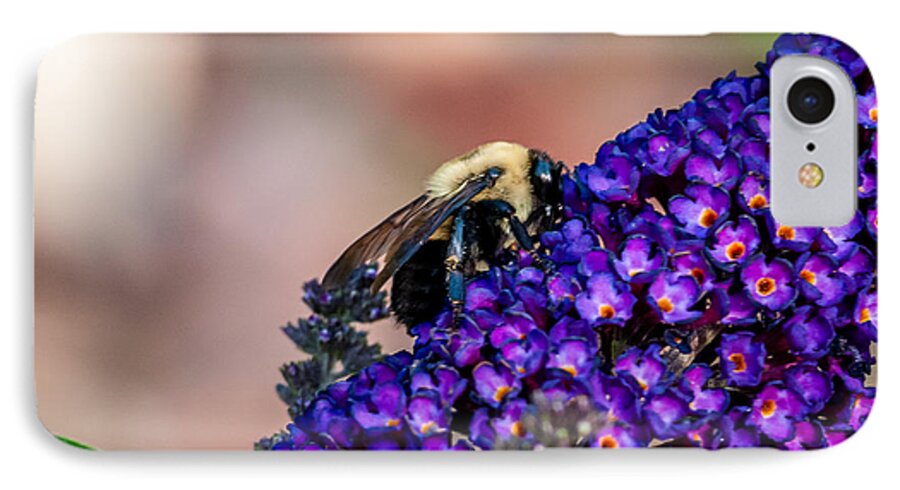 Bee iPhone 7 Case featuring the photograph Bumble Bee by James L Bartlett