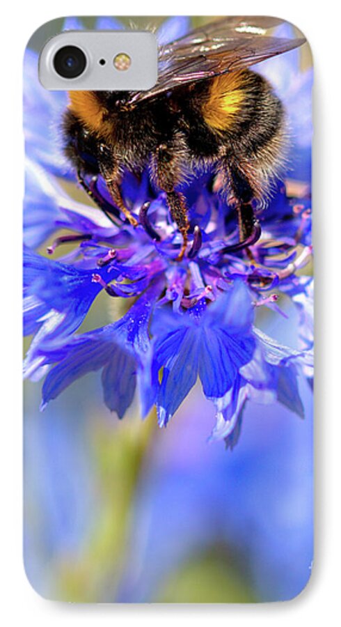 Cornflower iPhone 7 Case featuring the photograph Busy Little Bee by Stephen Melia