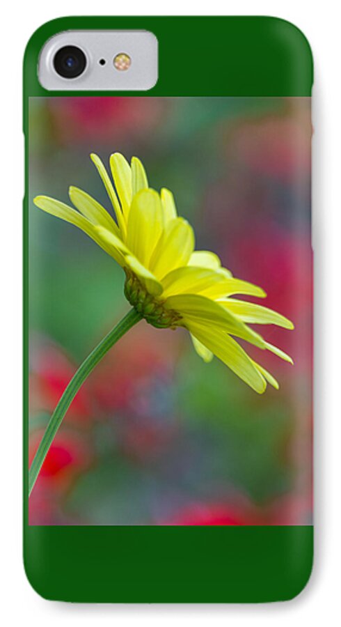 Daisy iPhone 7 Case featuring the photograph Butterfly Daisy by Penny Meyers