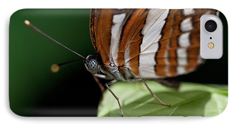Butterfly iPhone 7 Case featuring the photograph Butterfly by Wilma Birdwell
