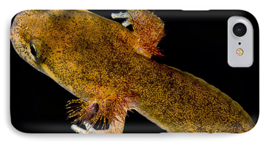 California Giant Salamander iPhone 7 Case featuring the photograph California Giant Salamander Larva by Dant Fenolio