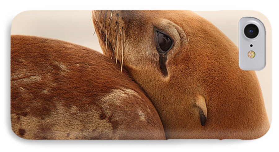 Sea Lion iPhone 7 Case featuring the photograph California Sea Lion Pup Resting Against Mother by Max Allen