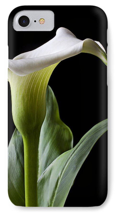 Calla Lily iPhone 7 Case featuring the photograph Calla lily with drip by Garry Gay