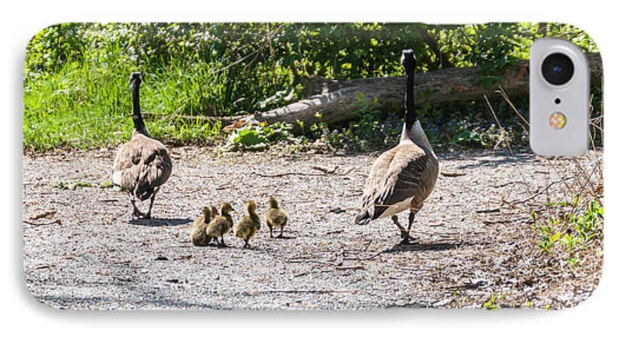Heron Heaven iPhone 7 Case featuring the photograph Canada Geese Family Walk by Ed Peterson