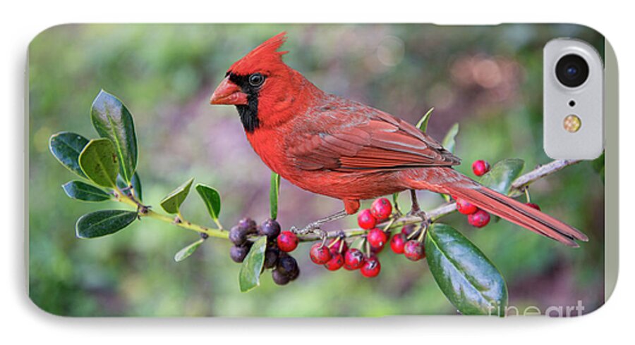 Cardinal iPhone 7 Case featuring the photograph Cardinal on Holly Branch by Bonnie Barry
