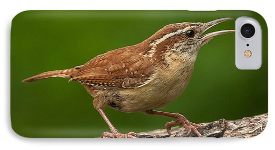 Alexandria iPhone 7 Case featuring the photograph Carolina Wren by Jim Moore