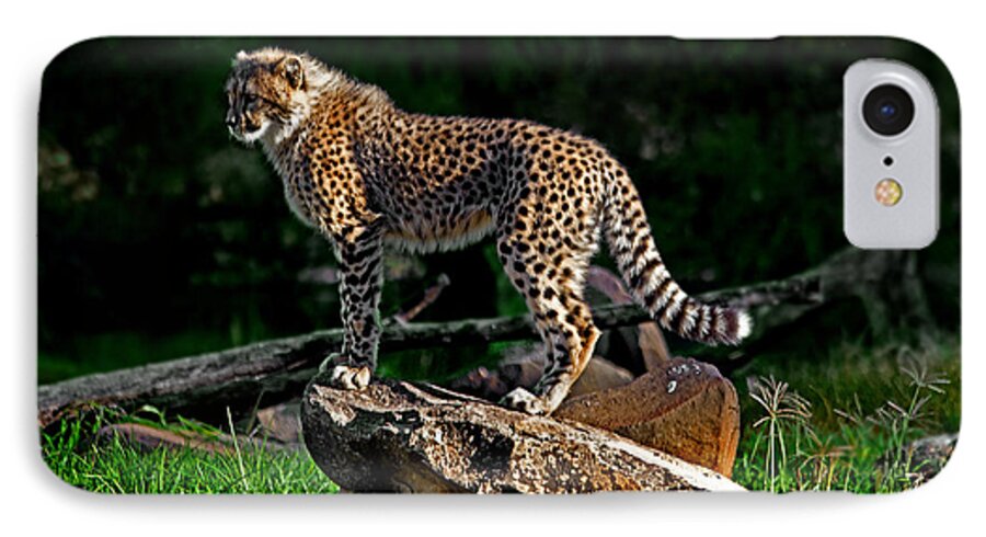 #cheetah iPhone 7 Case featuring the photograph Cheetah cub finds her pride rock by Miroslava Jurcik