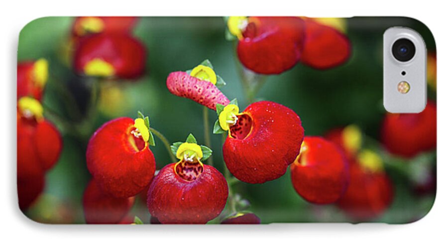 Chelsea Flower Show 2012 Red Flowers Yellow Morning Green Plants London Uk England Britain iPhone 7 Case featuring the photograph Chelsea Red by Ross Henton